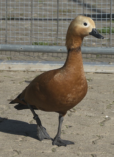 确保其