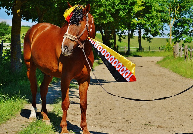 体的平衡性 体的平衡性